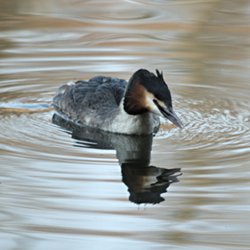 Haubentaucher im Wasser