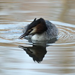 Haubentaucher im Wasser