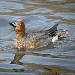 Pfeifente im Wasser