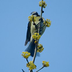 Blaumeise am Zweig hangelnd