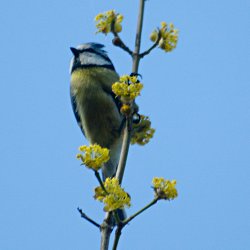 Blaumeise am Zweig hangelnd