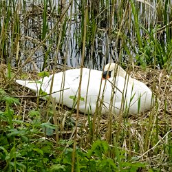 Schwan im Nest im Schilf