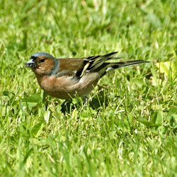 Buchfink im Gras