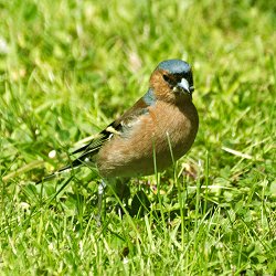 Buchfink im Gras