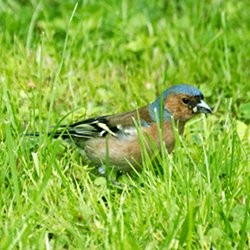 Buchfink im Gras