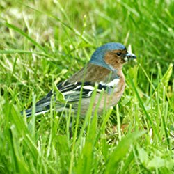 Buchfink im Gras