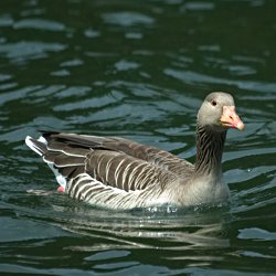 Graugans im Wasser