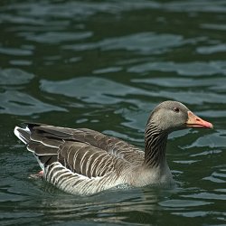 Graugans im Wasser