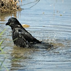 Krähe beim Baden