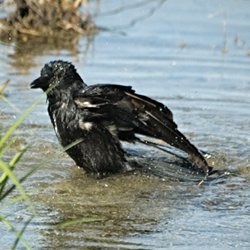 Krähe beim Baden