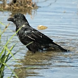 Krähe beim Baden