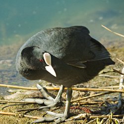 Blässhuhn beim Nestbau