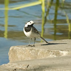 Bachstelze am See