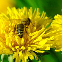 Biene auf Löwenzahn