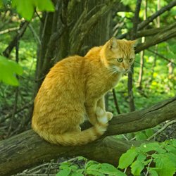 Katze im Wald auf der Lauer