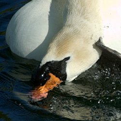 Schwan putzt sich den Kopf