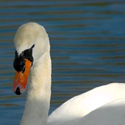 Sauberer Schwan