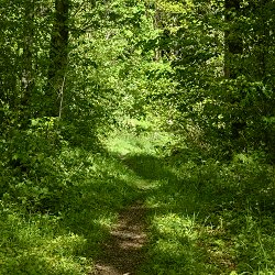 Waldweg in der Sonne