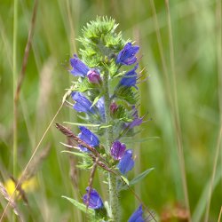 Blüte Gewöhnlicher Natternkopf