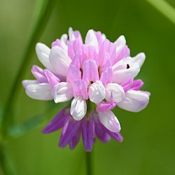 Blüte Bunte Kronwicke