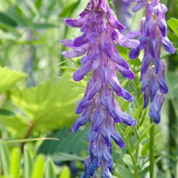 Blüte Gewöhnliche Vogel-Wicke