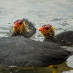 2 Küken Blässhühner