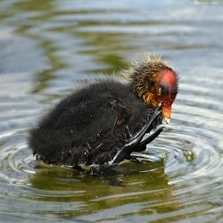 Küken Blässhuhn beim Putzen