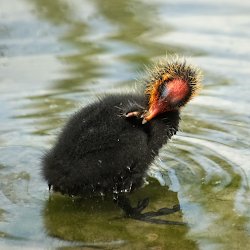 Küken Blässhuhn beim Putzen