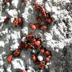 Feuerwanzen an Mauer