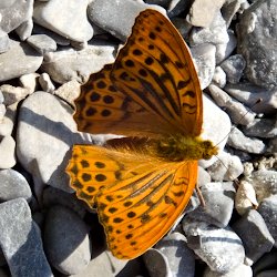 Kaisermantel (Schmetterling)