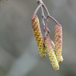 Rot-grün-gelbe Erlen-Kätzchen