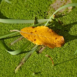 Gelbes Herbstblatt auf grünen Wasserlinsen