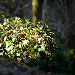 Efeu auf Baumstrunk