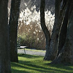 Von der Sonne beschienenes Schilf