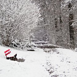 Schneetreiben am Waldrand