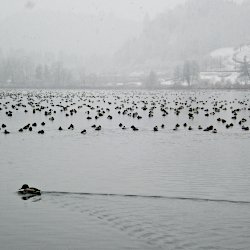 Hunderte Enten auf dem See