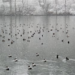 Reiher- und Tafelenten im Schneetreiben