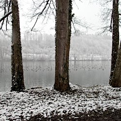 Blick auf die Enten auf dem Rotsee