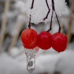 Vogelbeeren (Esche) mit Eiszapfen