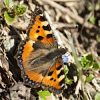 Kleiner Fuchs (Schmetterling)