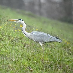 Graureiher auf der Kuhweide – verharrend