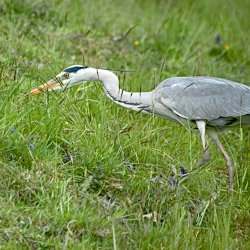 Graureiher auf der Kuhweide – schnappt ins Gras