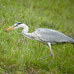 Graureiher auf der Kuhweide – Käfer gefangen