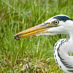 Graureiher auf der Kuhweide – Käfer im Schnabel