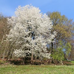 weiss blühender Baum