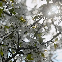 weisse Blüten im Gegenlicht