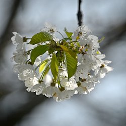 weisse Blüten