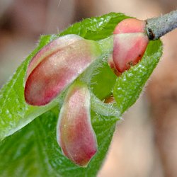 Blatt wächst aus der Knospe