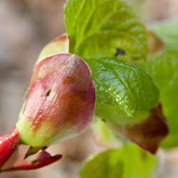 Knospe und junges Blatt