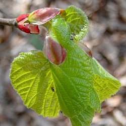 junges Blatt mit Knospenresten